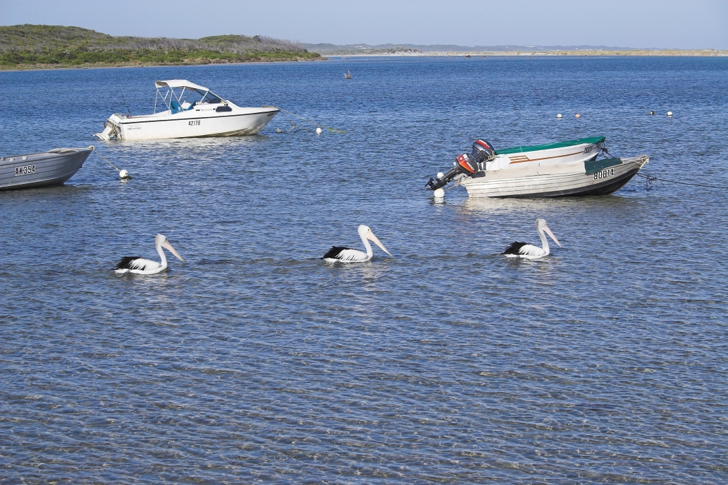 3 Pelicans in a row