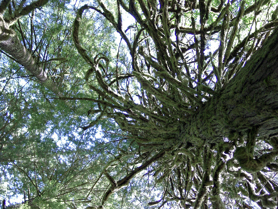 Lofty Mosses