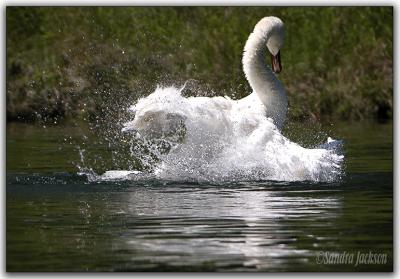 Swan playing