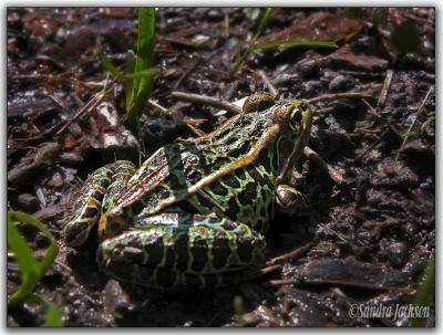 Leopard Frog