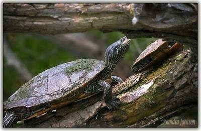  Mud turtle