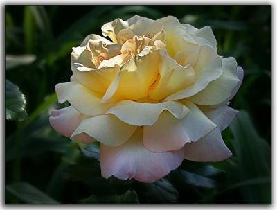 Exquisite Rose