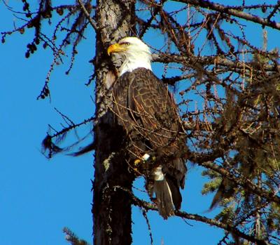 Mature Bald Eagle