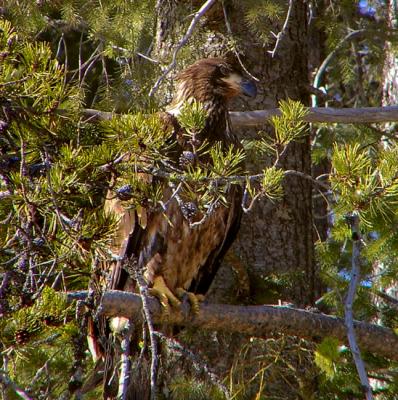 Older Juvenile Baldy