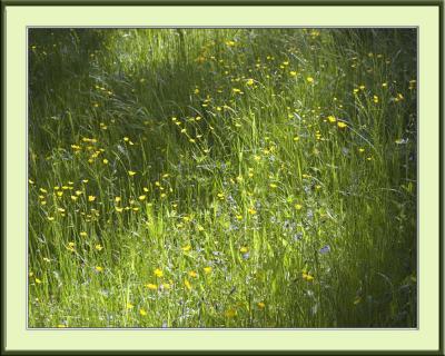 Another meadow