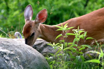 A fawn forages for food in the woods along the canal