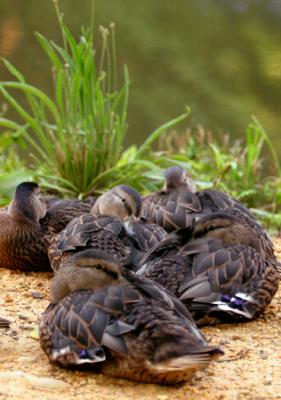 ducks sleep by the canal