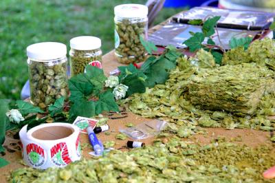 Hops on display at the Pyle's Hop Union table.