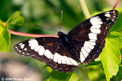 Weidemeyer's  Admiral Butterfly.jpg