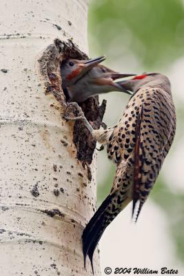 Northern Flickers Red-shafted.jpg