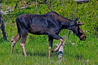 Moose06_25_04b.jpg