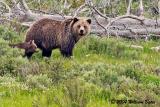 Grizzly06_25_04a.jpg