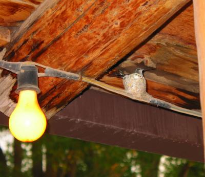 Black-Chinned Hummingbird in its nest on the porch of a general store in Torrey
