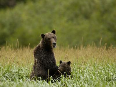 Sow & Cubs