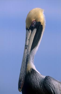 Brown Pelican Standing