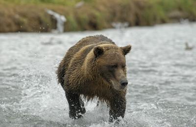 Bear running in river 2469