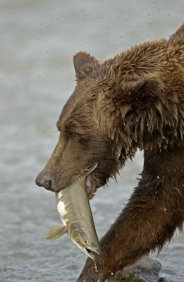 Bear with fish 3511