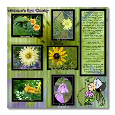 u47/snap2it/medium/39978091.NaturesEyeCandy.jpg