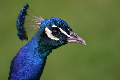 peacock_5938.jpg