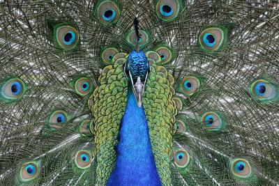 peacock_6180.jpg