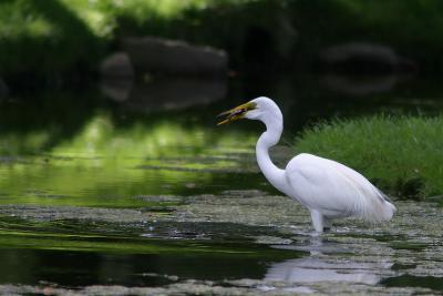 egret_7301.jpg