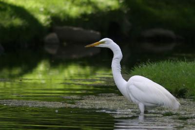 egret_7304.jpg