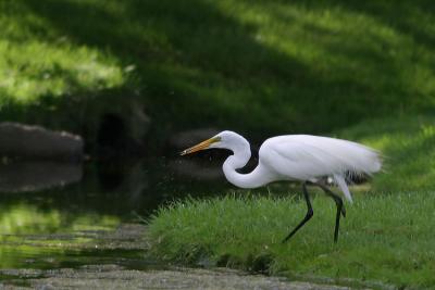 egret_7320.jpg