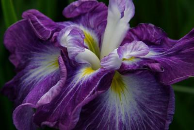 iris_7140.jpg