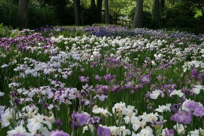 iris_7151.jpg