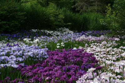 iris_7191.jpg