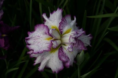 iris_7198.jpg