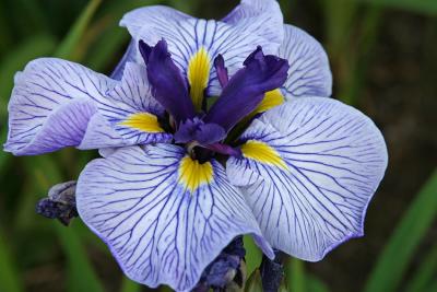 iris_7216.jpg