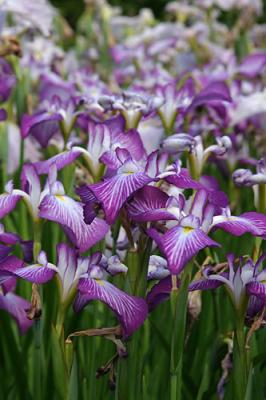 iris_7221.jpg