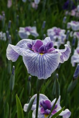 iris_7224.jpg