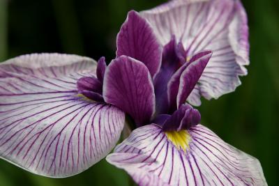iris_7231.jpg