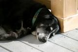 sleeping it off