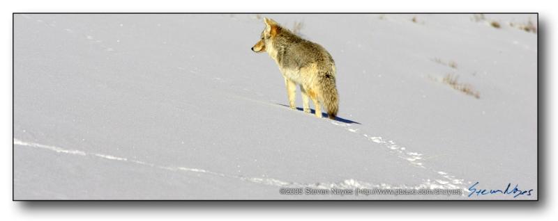 Coyote : Yellowstone