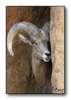 Big Horn Sheep : Week 12