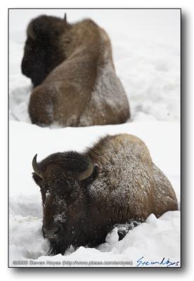 Bison : Yellowstone