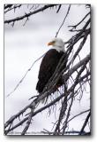 Bald Eagle : Yellowstone