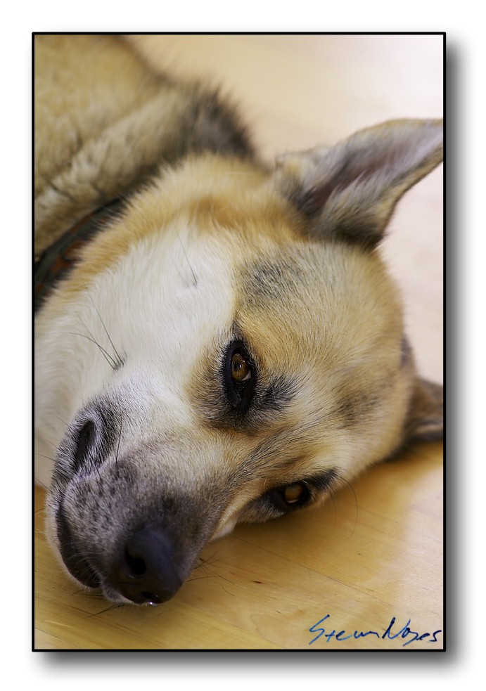 Trixie Dog : Week 11