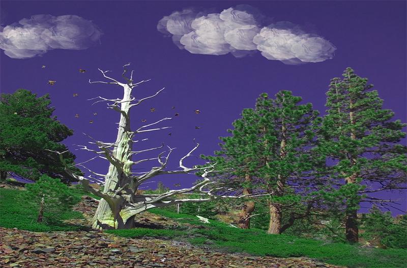 trippin tree.jpg