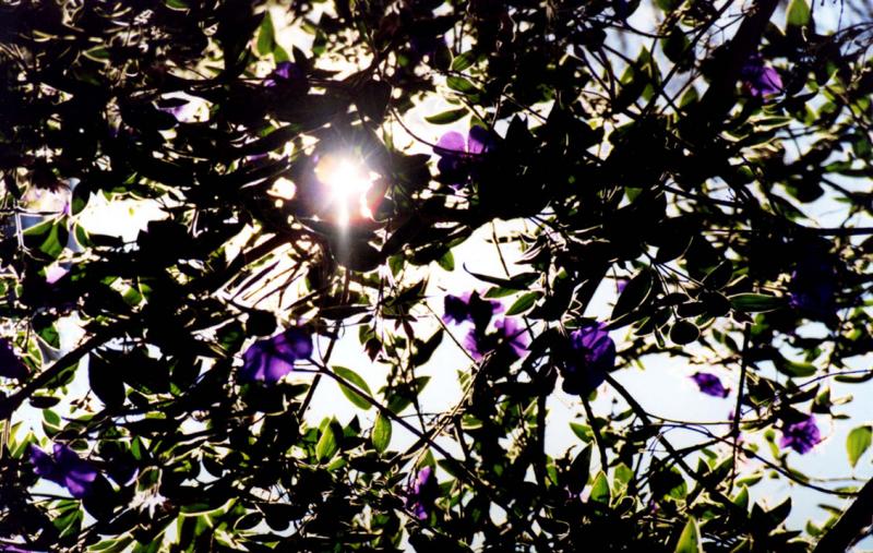 purple flowers 4.jpg