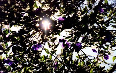 u47/solartrix/medium/30756048.purpleflowers4.jpg
