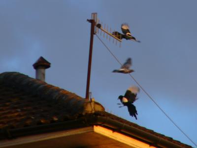 Magpies and Pigeon