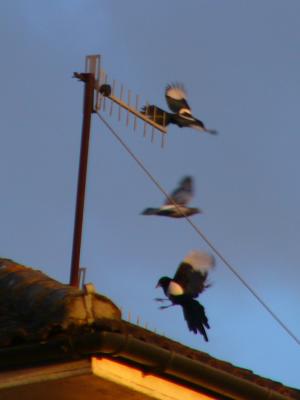 Magpies and Pigeon II