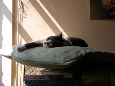 Sleeping in the sun.