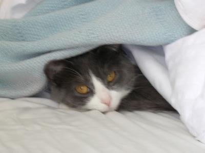 Under the covers.
