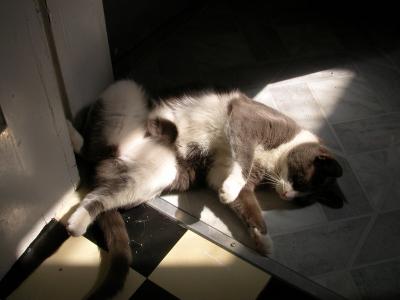 Cat bellies are solar panels.