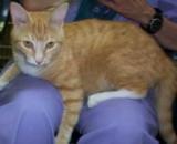 Malcolm in the shelter (the cat formerly known as Alex).